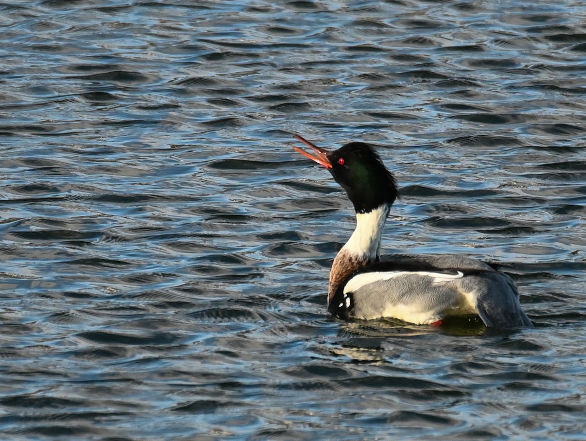 Red-breasted Merganser - ML646967998