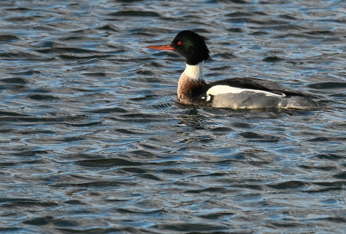 Red-breasted Merganser - ML646967999