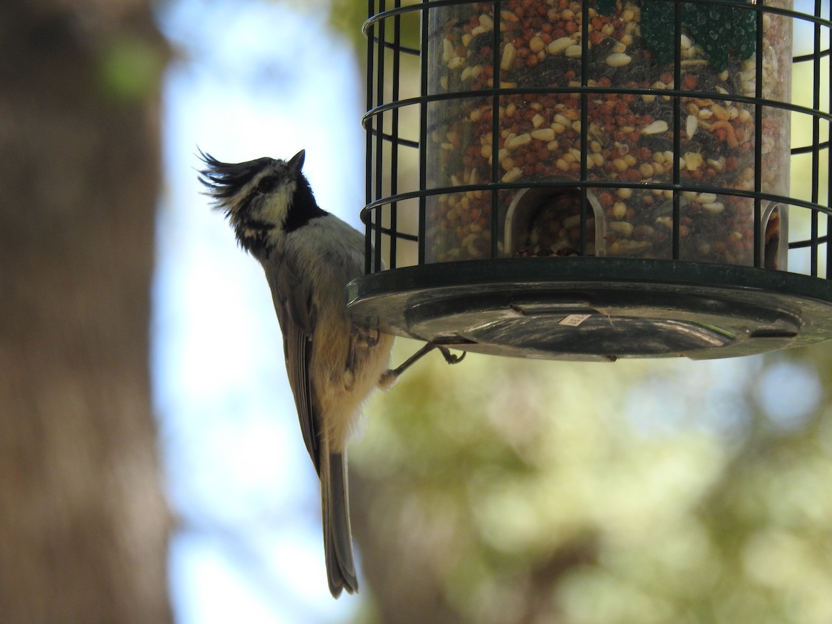 Bridled Titmouse - ML646968004