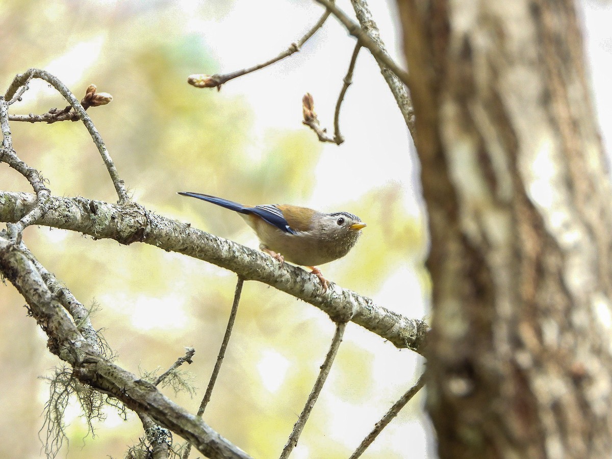 Blue-winged Minla - ML646968007