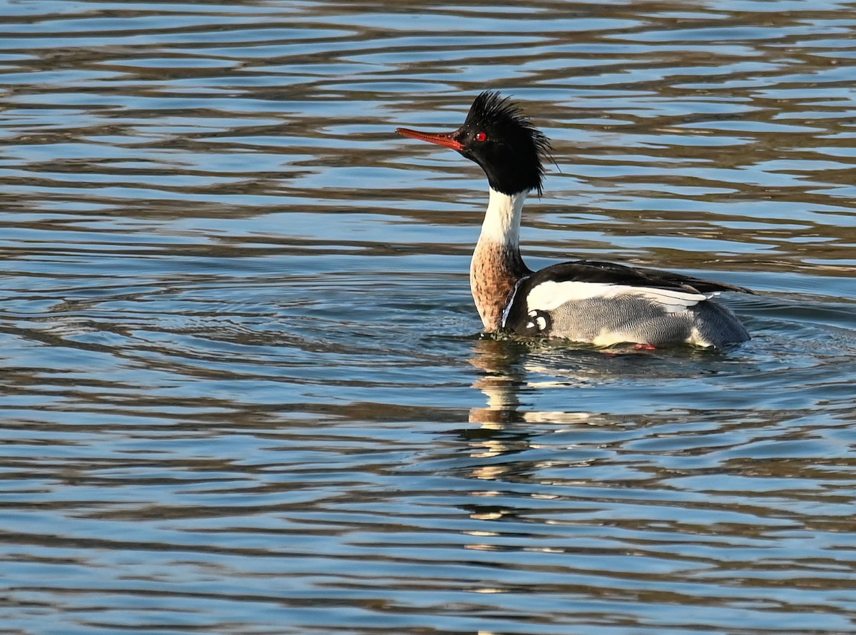 Red-breasted Merganser - ML646968011