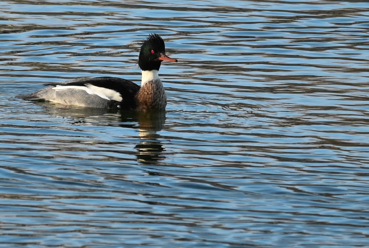 Red-breasted Merganser - ML646968012