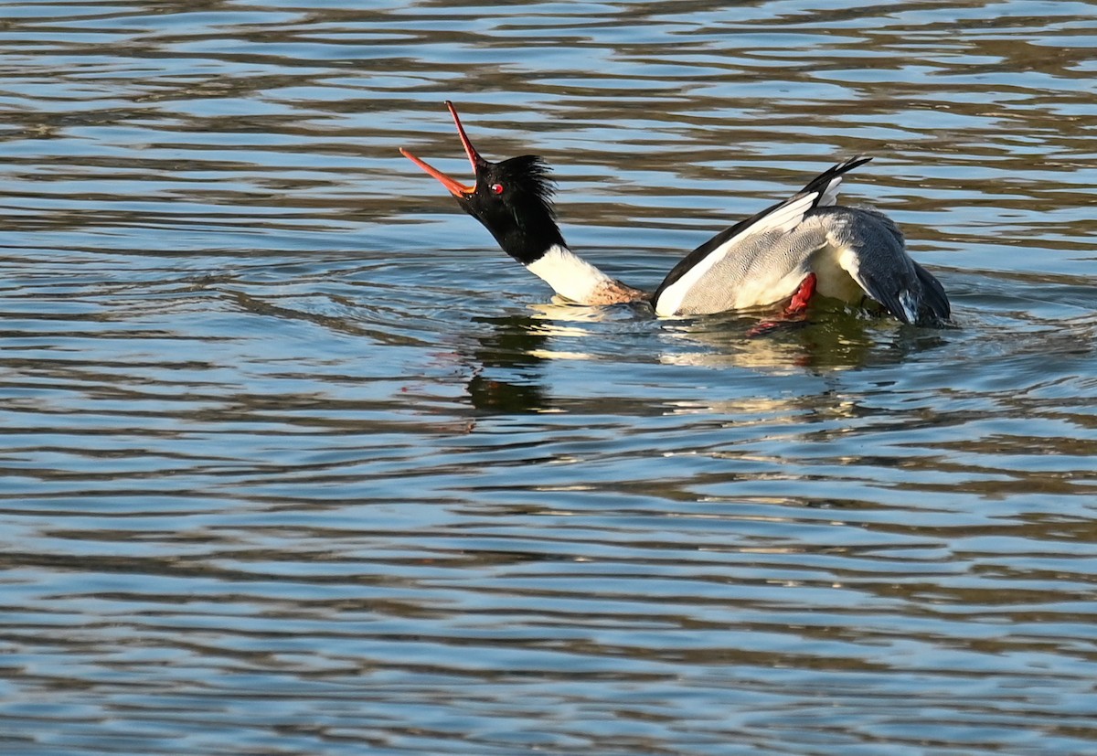 Red-breasted Merganser - ML646968013