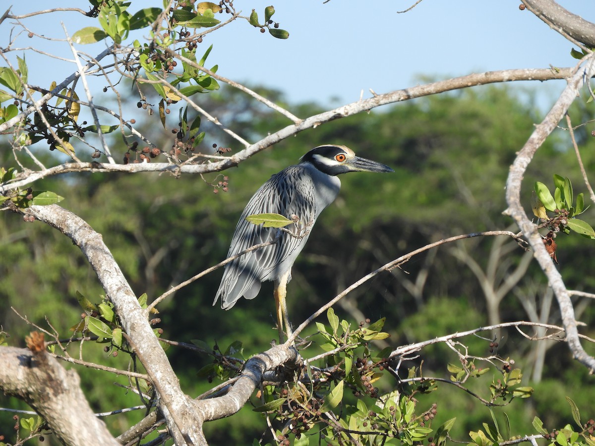 Yellow-crowned Night Heron - ML646968016