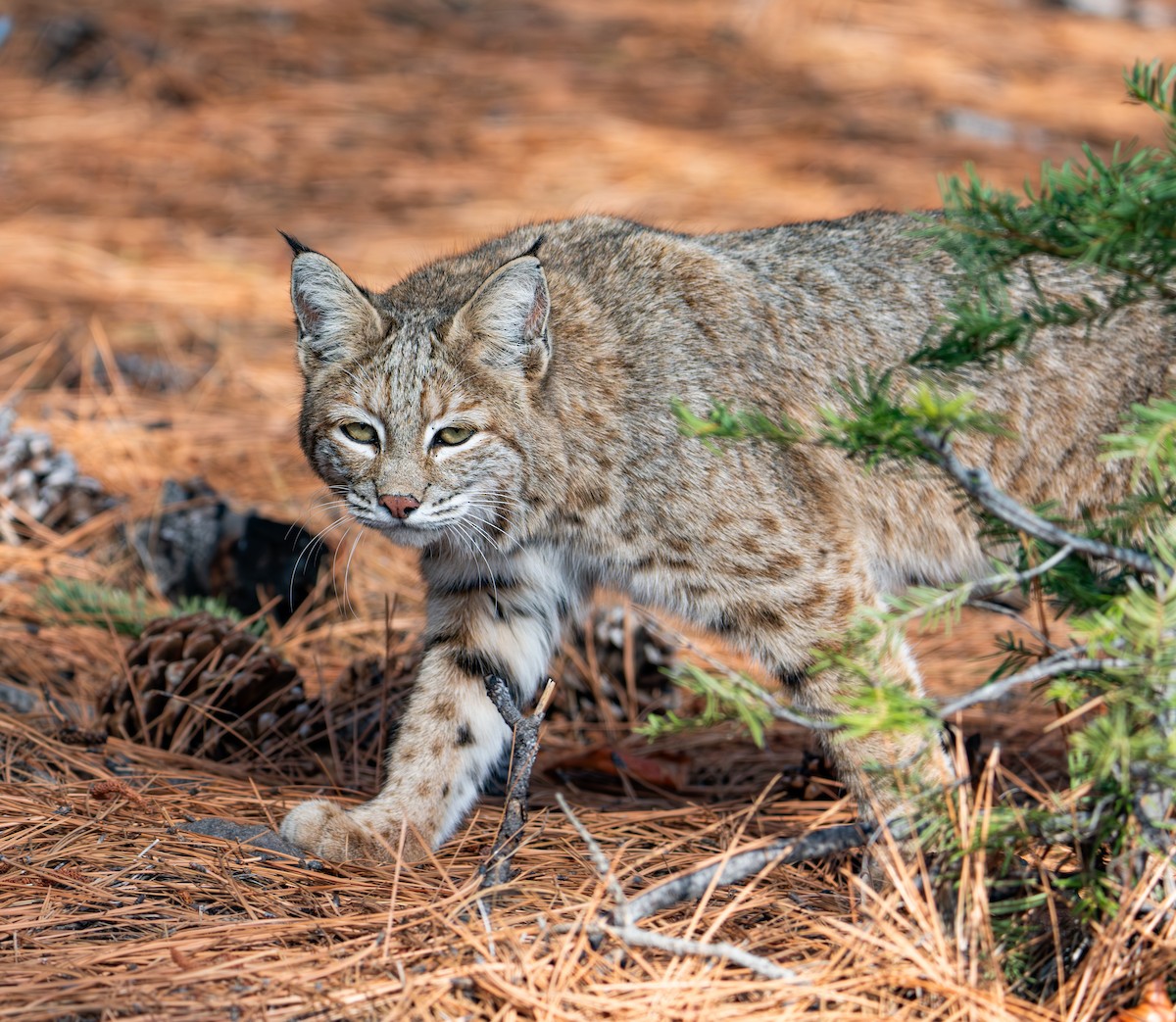 Western Bobcat - ML646968018