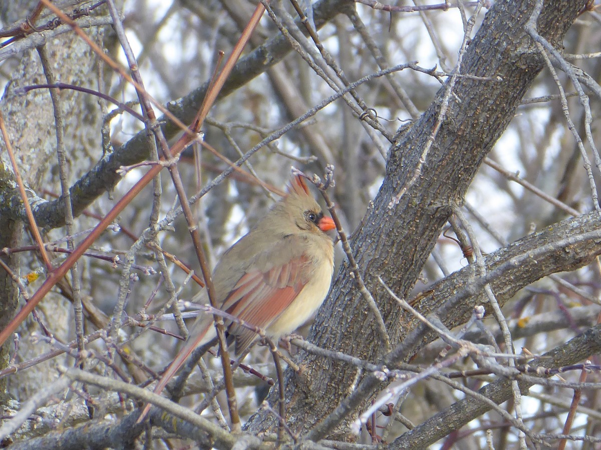 Kardinal arrunta - ML646968019