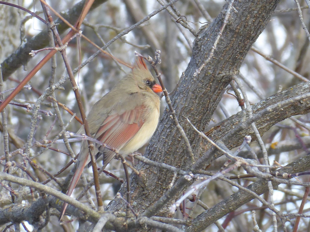 Kardinal arrunta - ML646968021