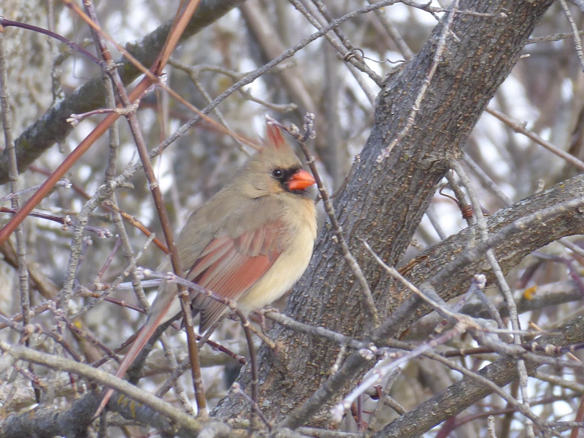 Kardinal arrunta - ML646968022