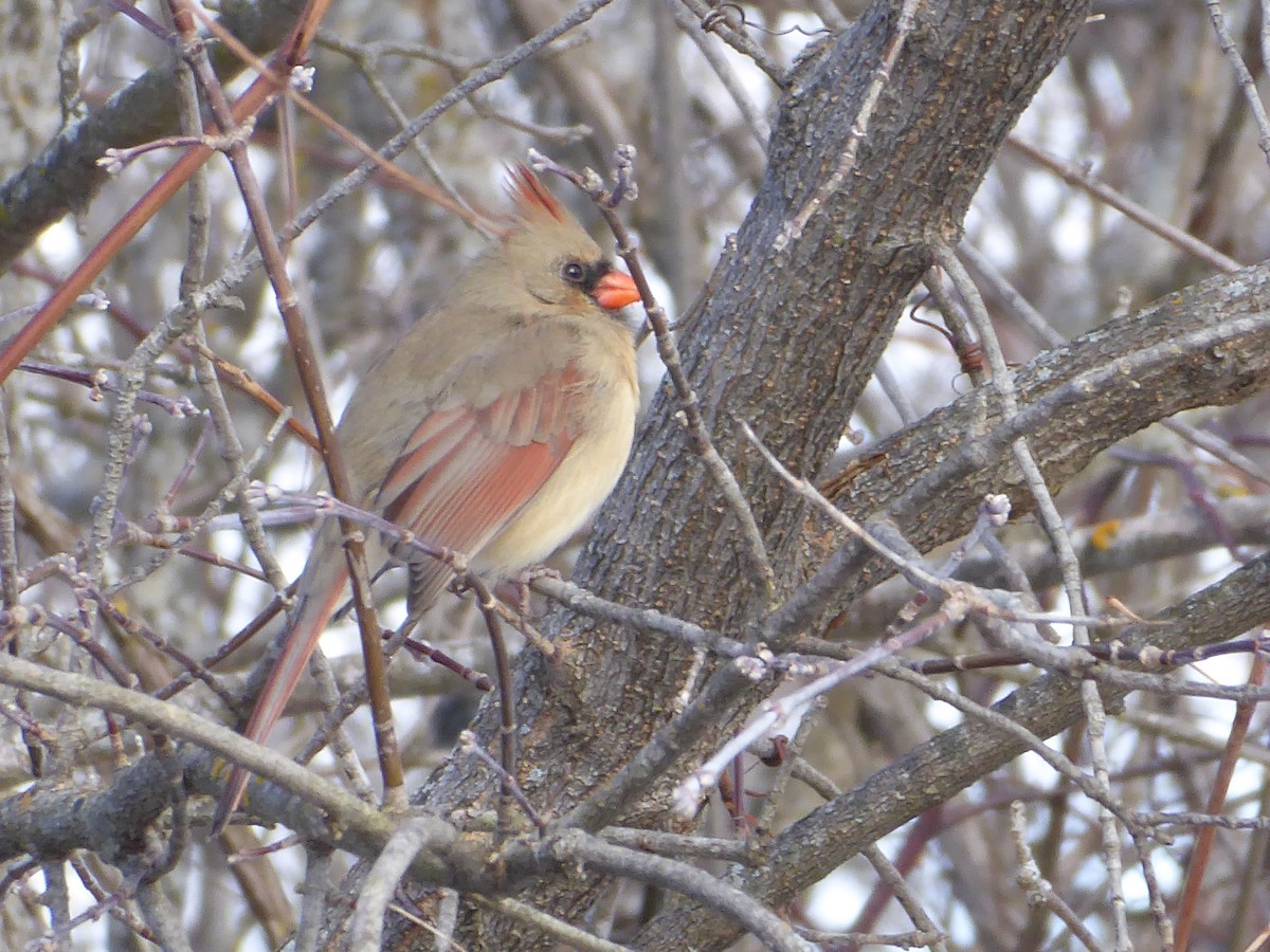 Kardinal arrunta - ML646968026