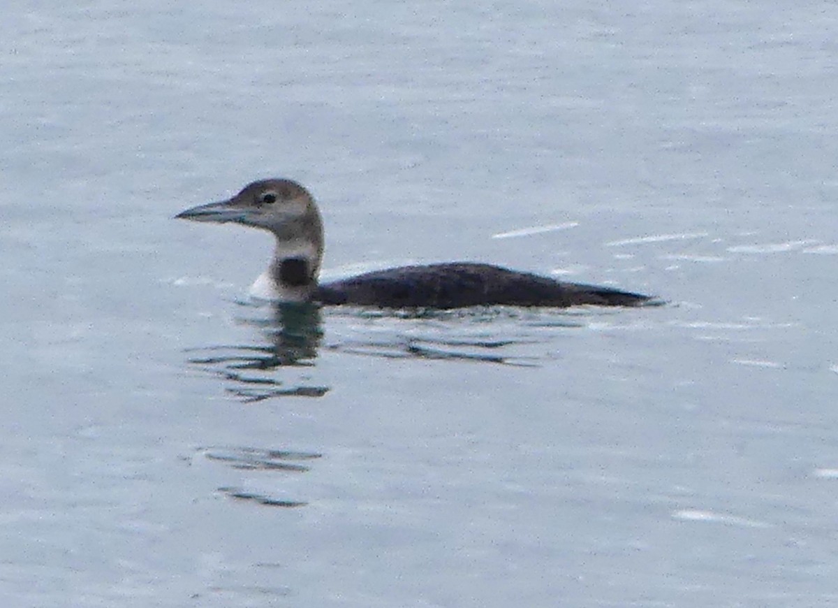 Colimbo Grande - ML646968028