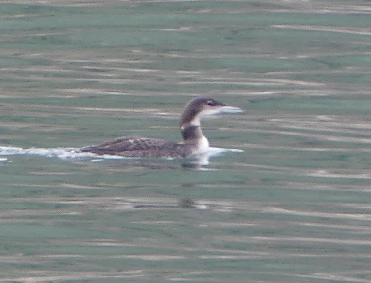 Colimbo Grande - ML646968029