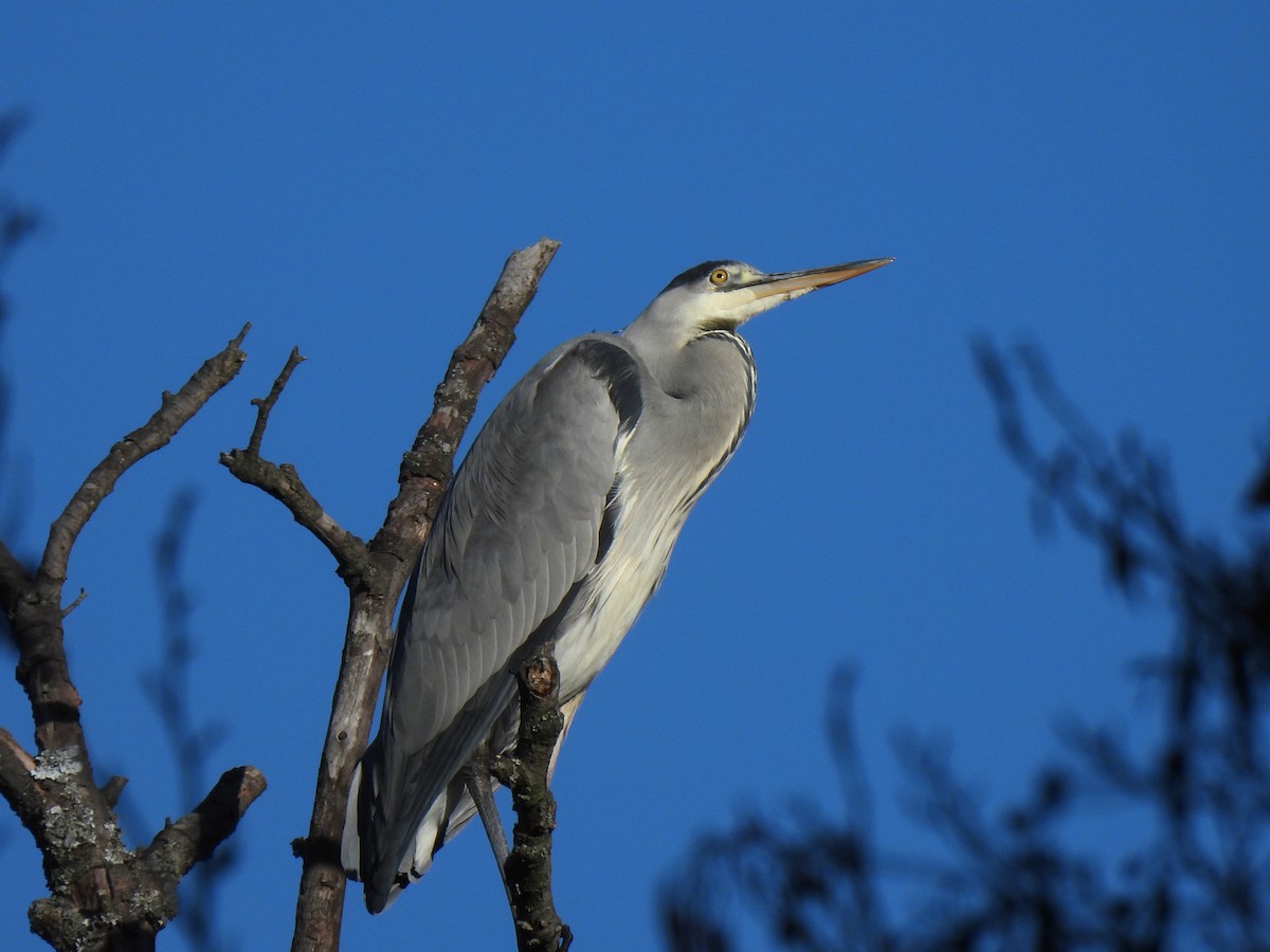 gråhegre - ML646968030