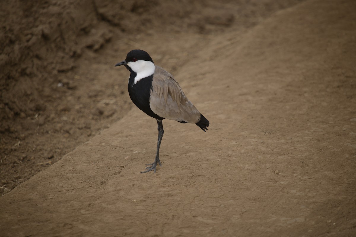 Spur-winged Lapwing - ML646968042