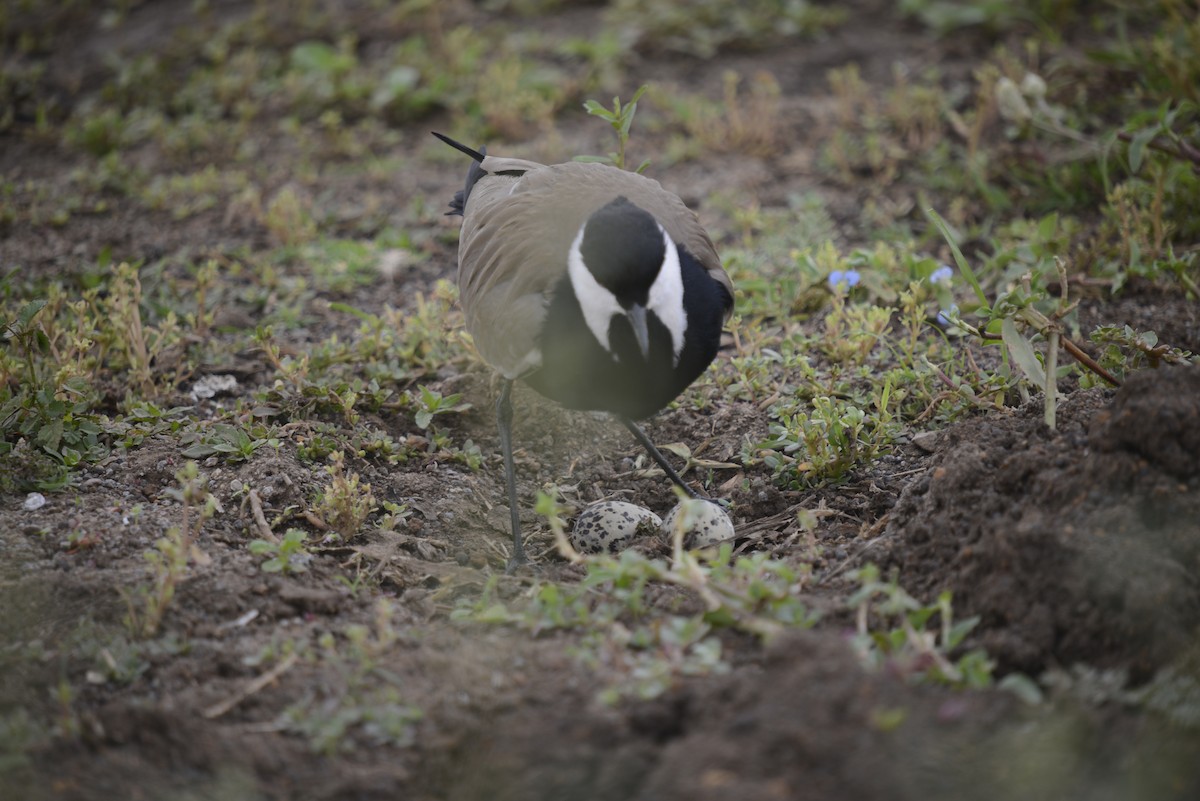 Spur-winged Lapwing - ML646968044
