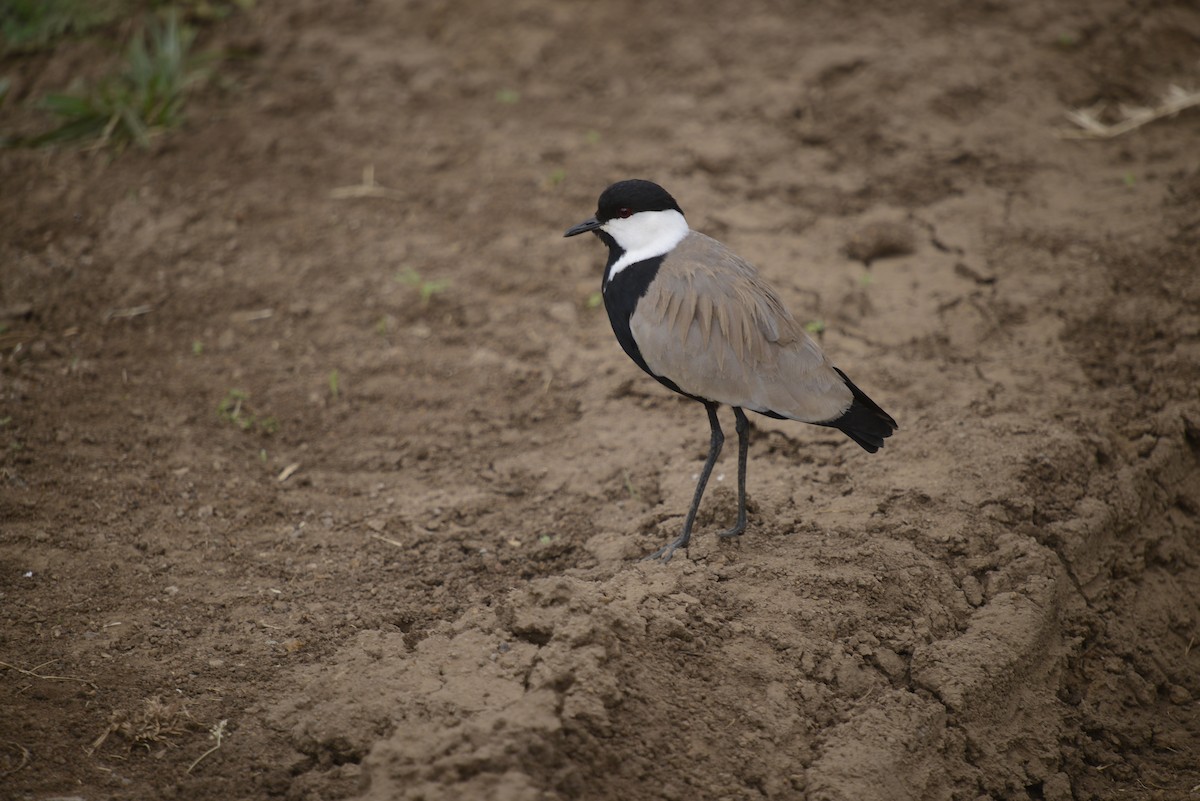 Spur-winged Lapwing - ML646968045