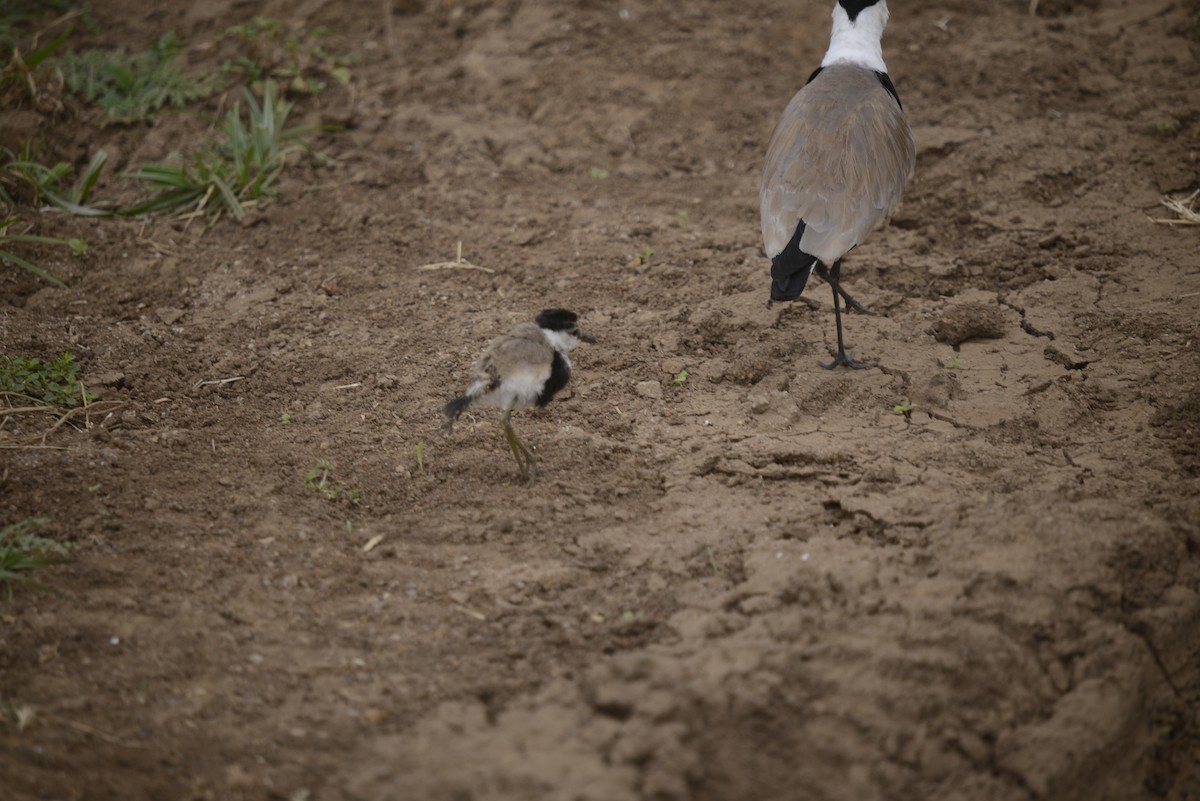 Spur-winged Lapwing - ML646968046
