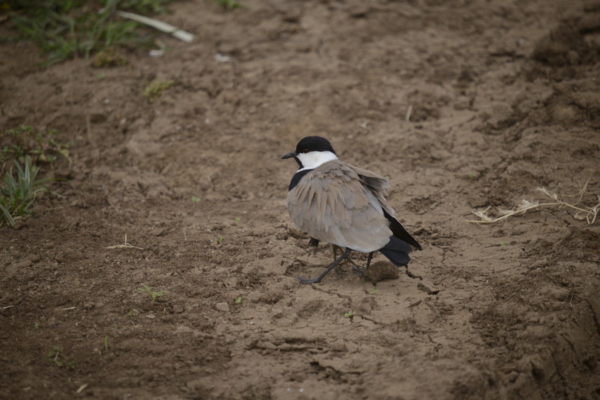 Spur-winged Lapwing - ML646968047
