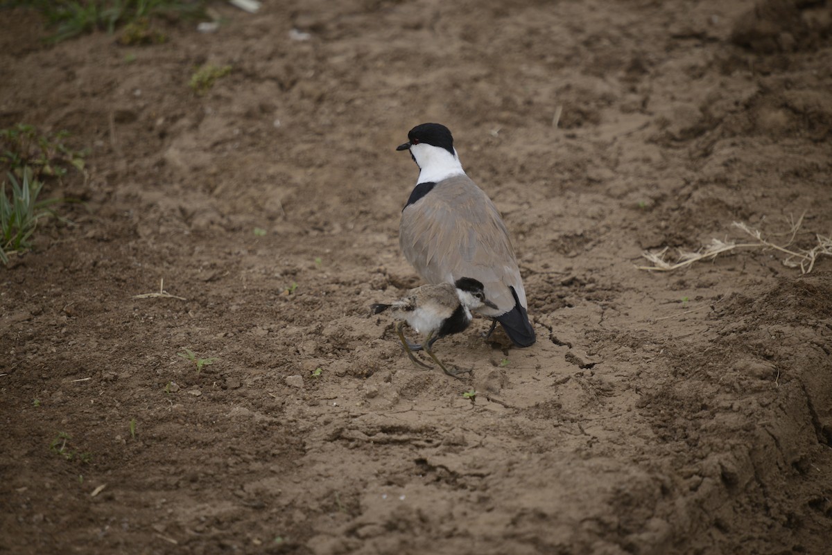 Spur-winged Lapwing - ML646968048