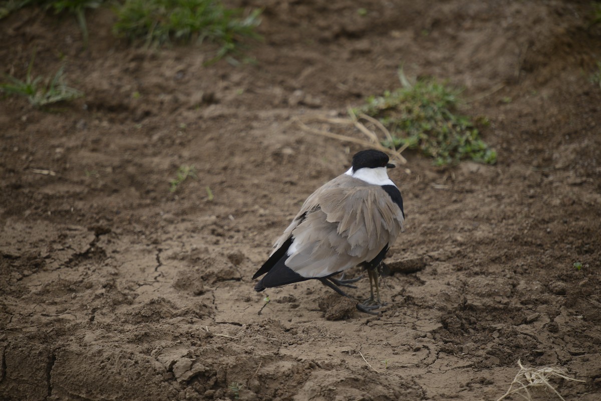 Spur-winged Lapwing - ML646968049