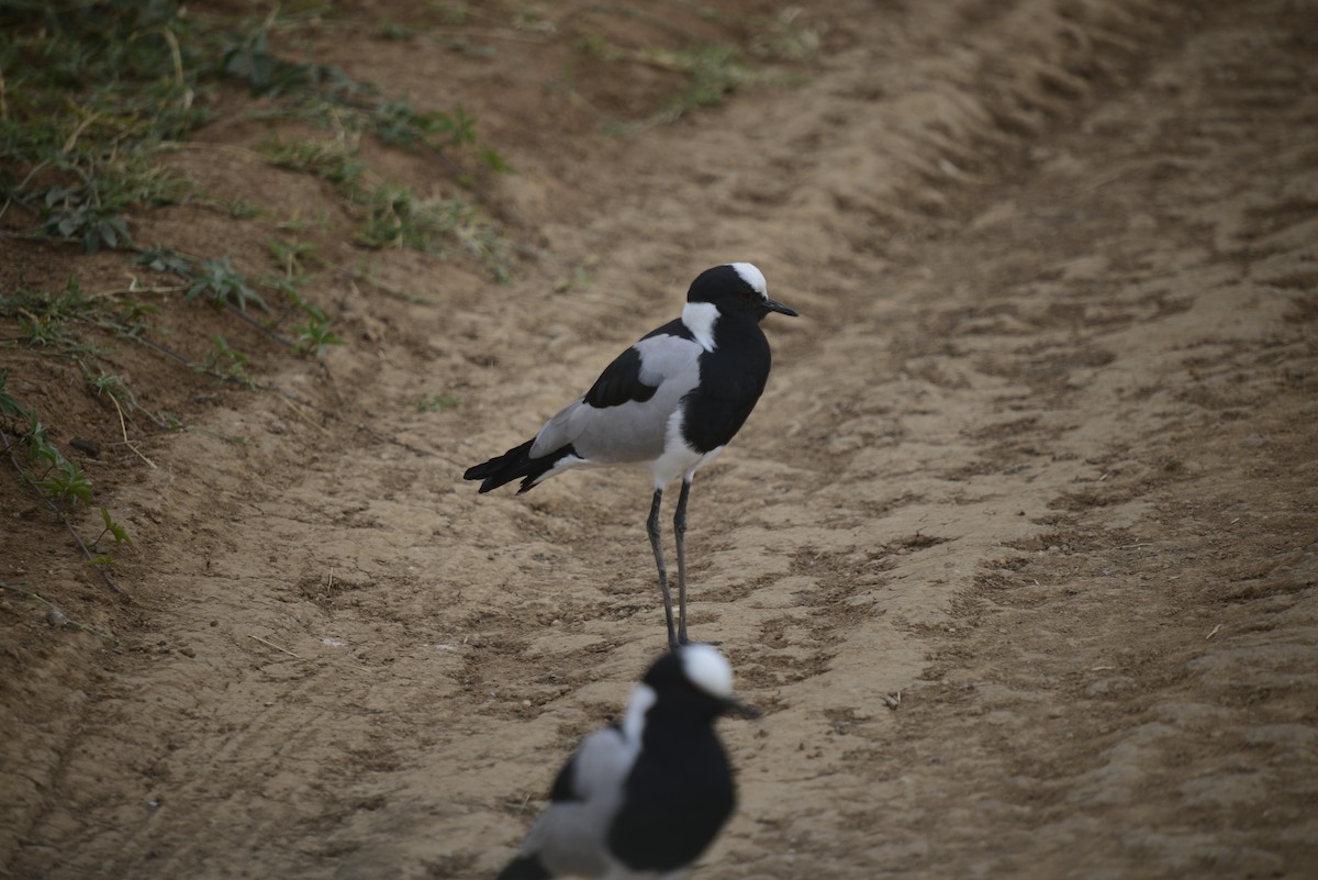 Blacksmith Lapwing - ML646968050
