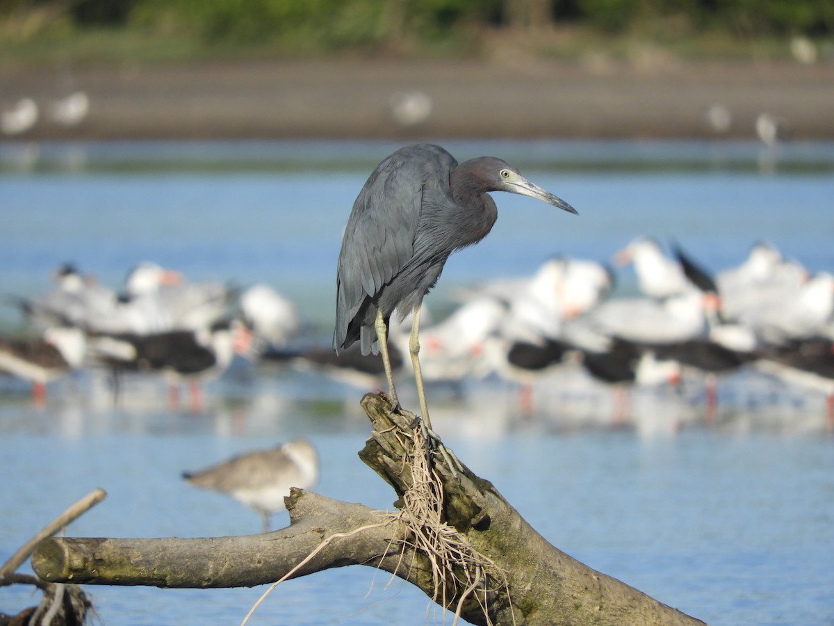 Koartzatxo urdina - ML646968059