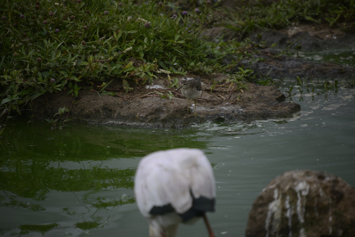 vodouš bahenní - ML646968065