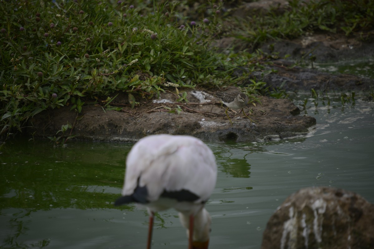 vodouš bahenní - ML646968066