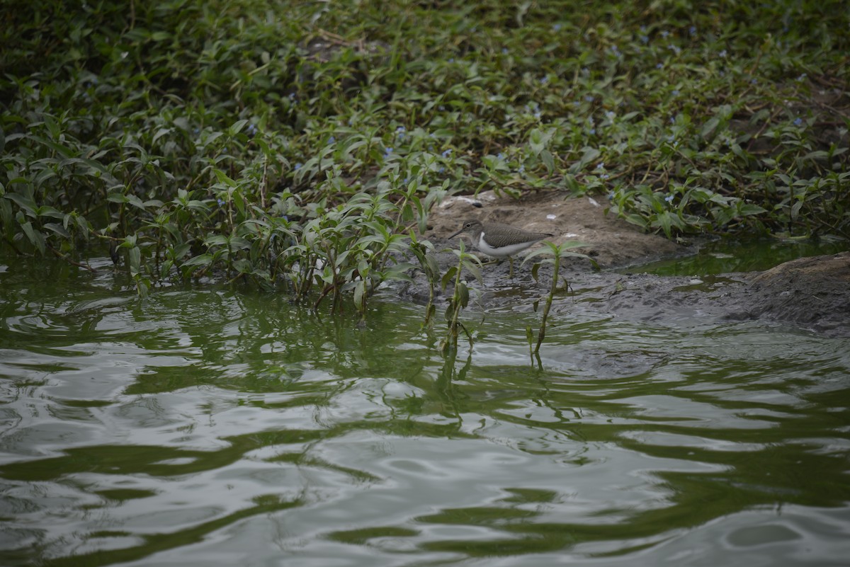 Common Sandpiper - ML646968067