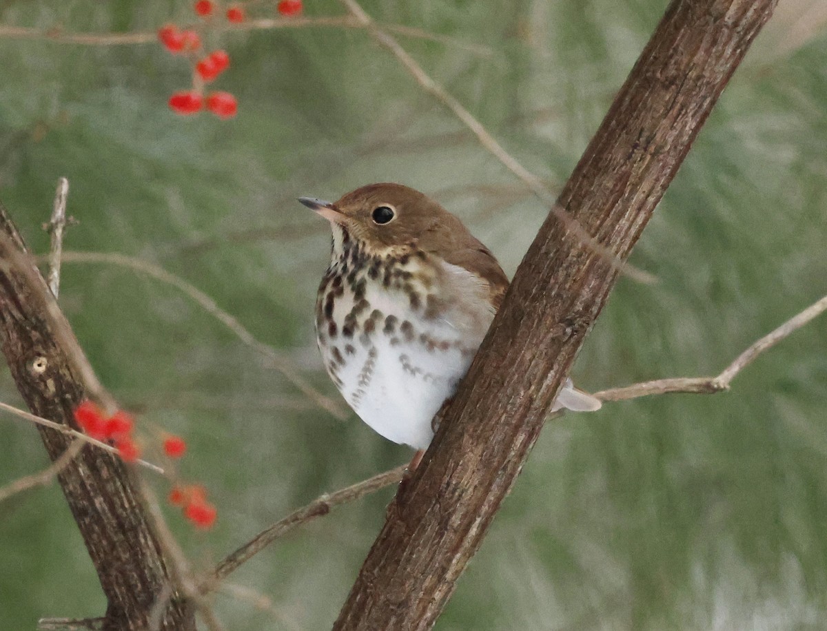 Дрозд-отшельник - ML646968070