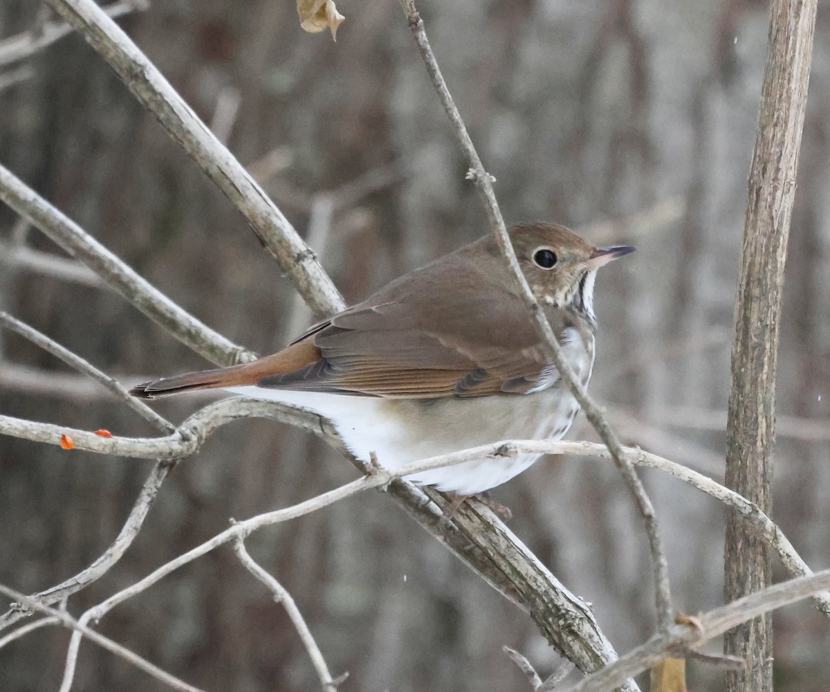 Дрозд-отшельник - ML646968071