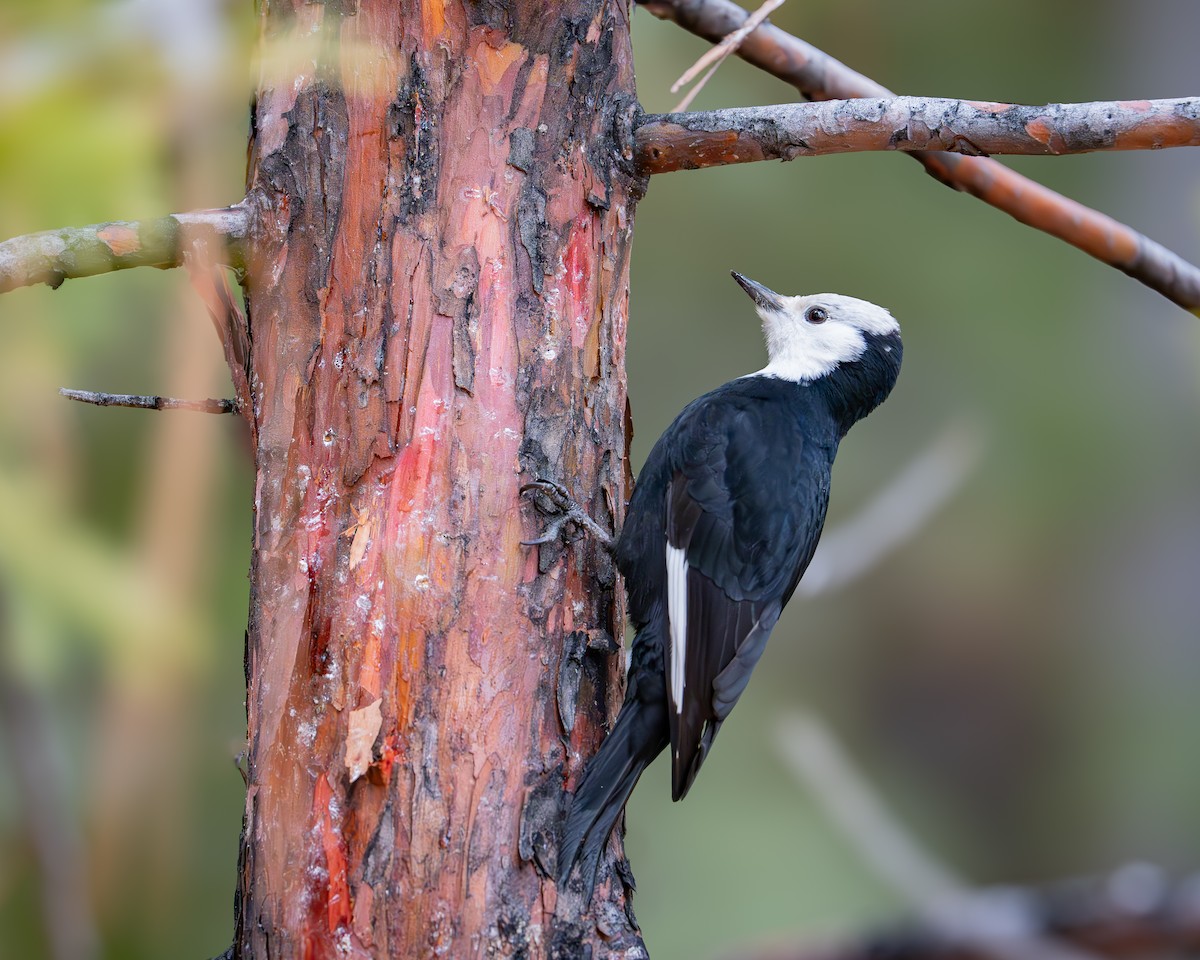 White-headed Woodpecker - ML646968077