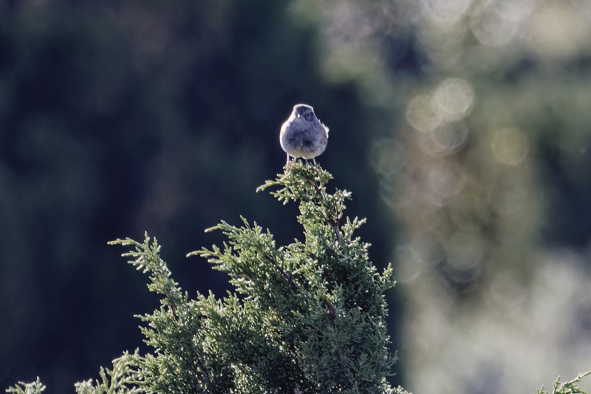 Accenteur mouchet - ML646968083