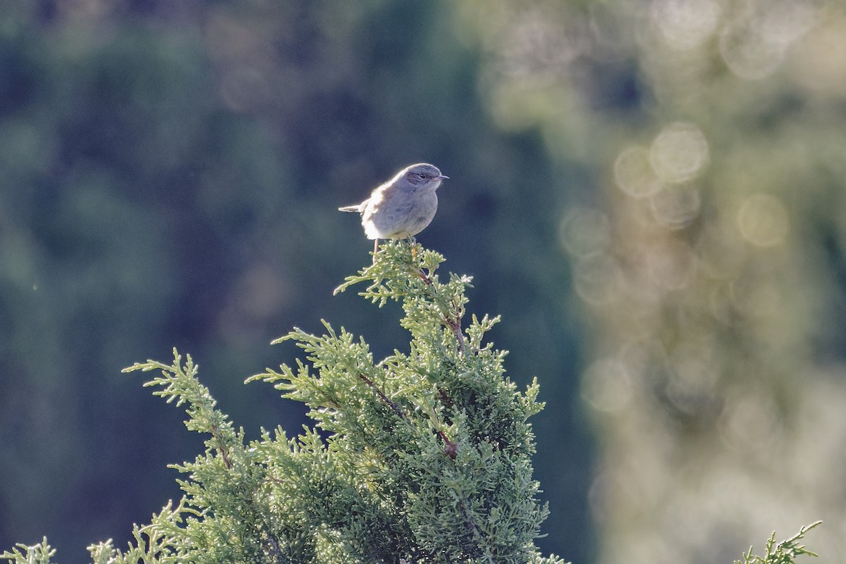 Accenteur mouchet - ML646968084