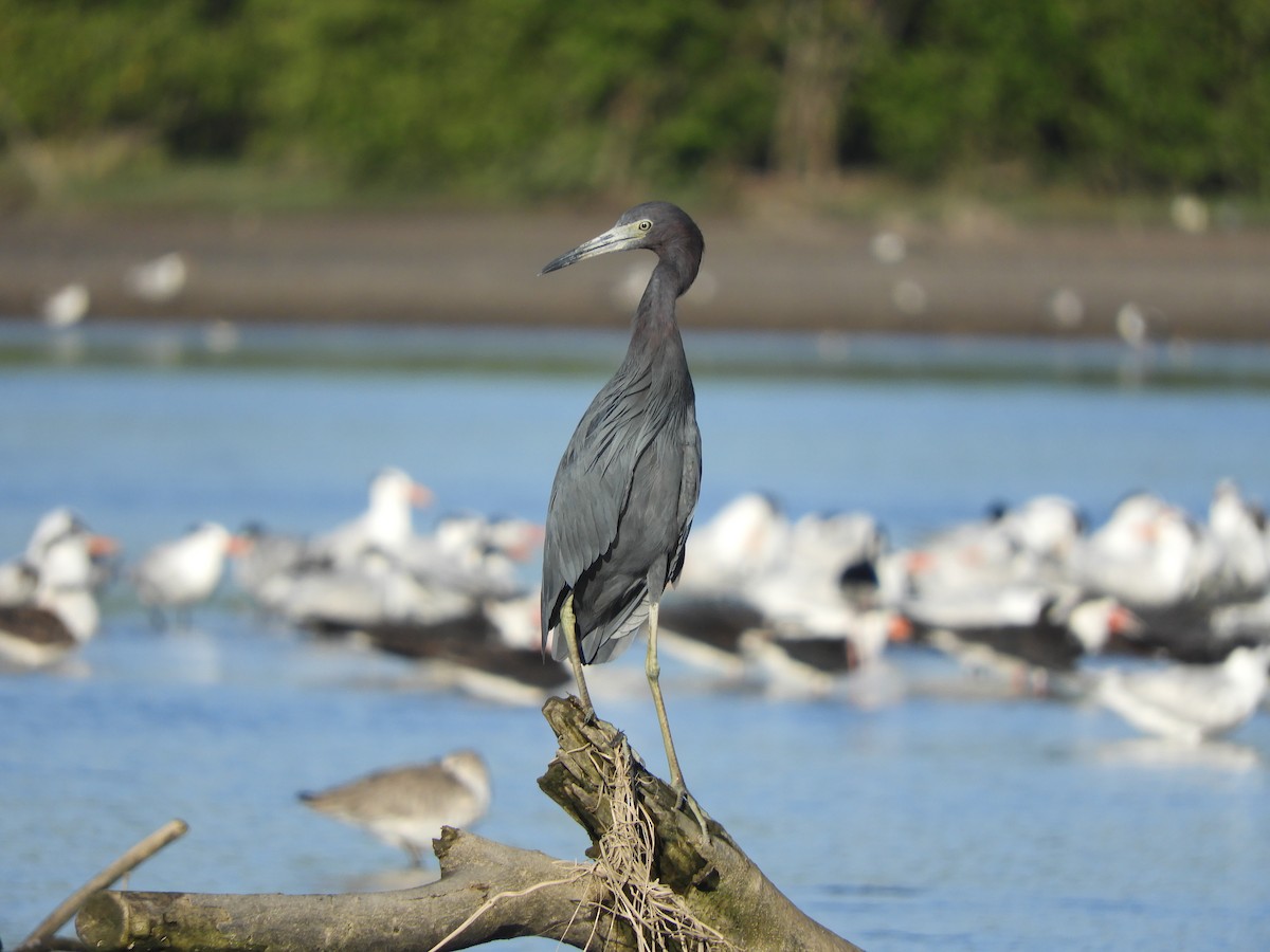 Koartzatxo urdina - ML646968087