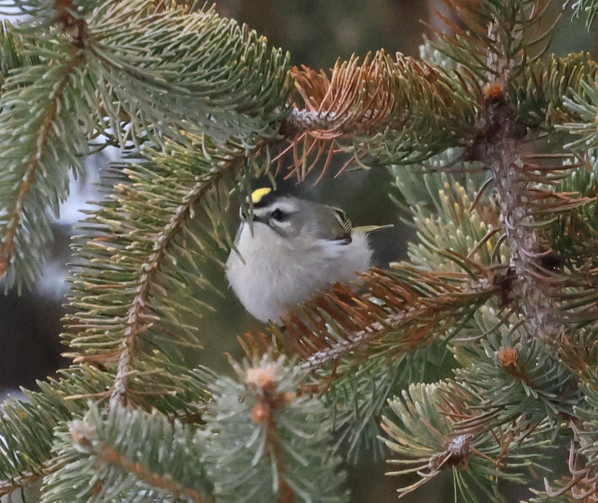 Золотоголовый королёк - ML646968092