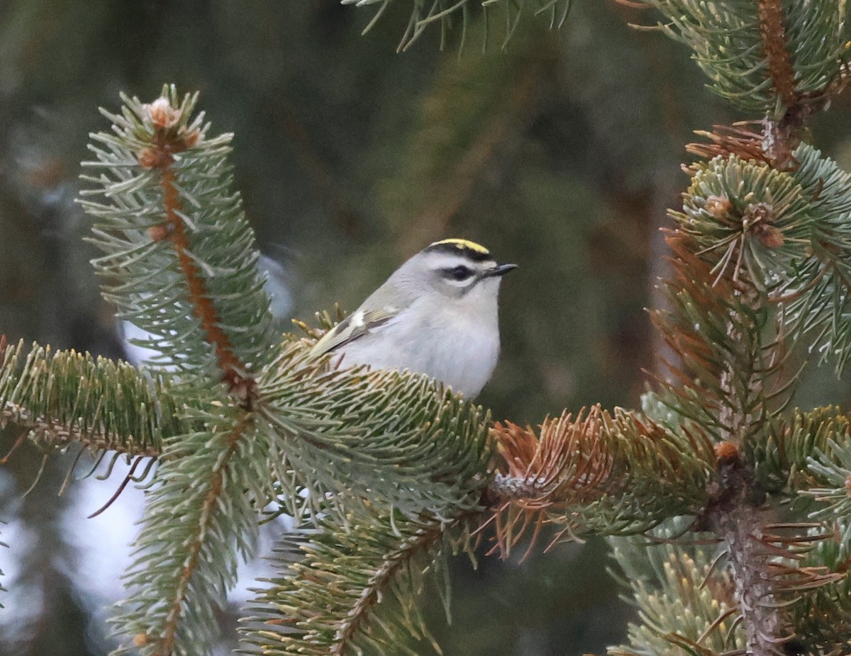 Золотоголовый королёк - ML646968093