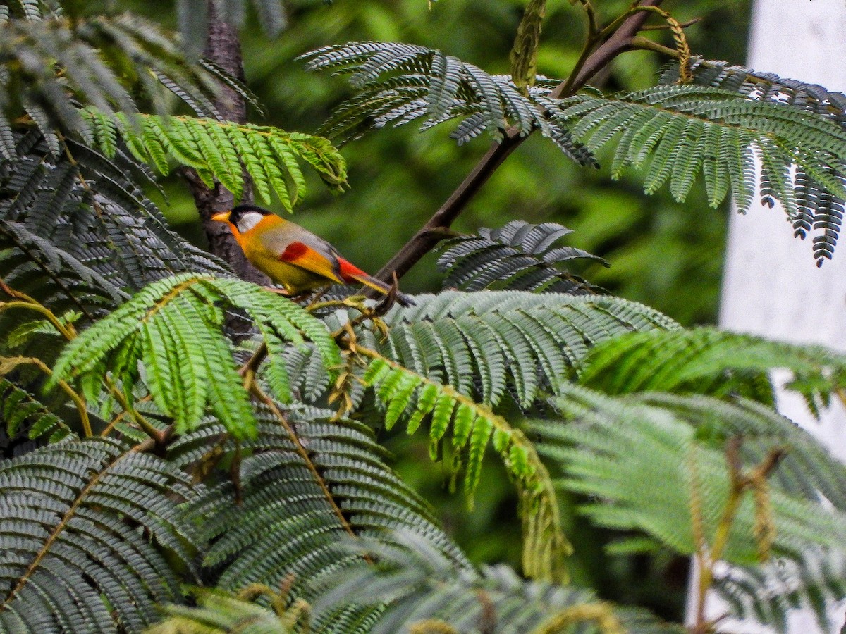 Silver-eared Mesia - ML646968095