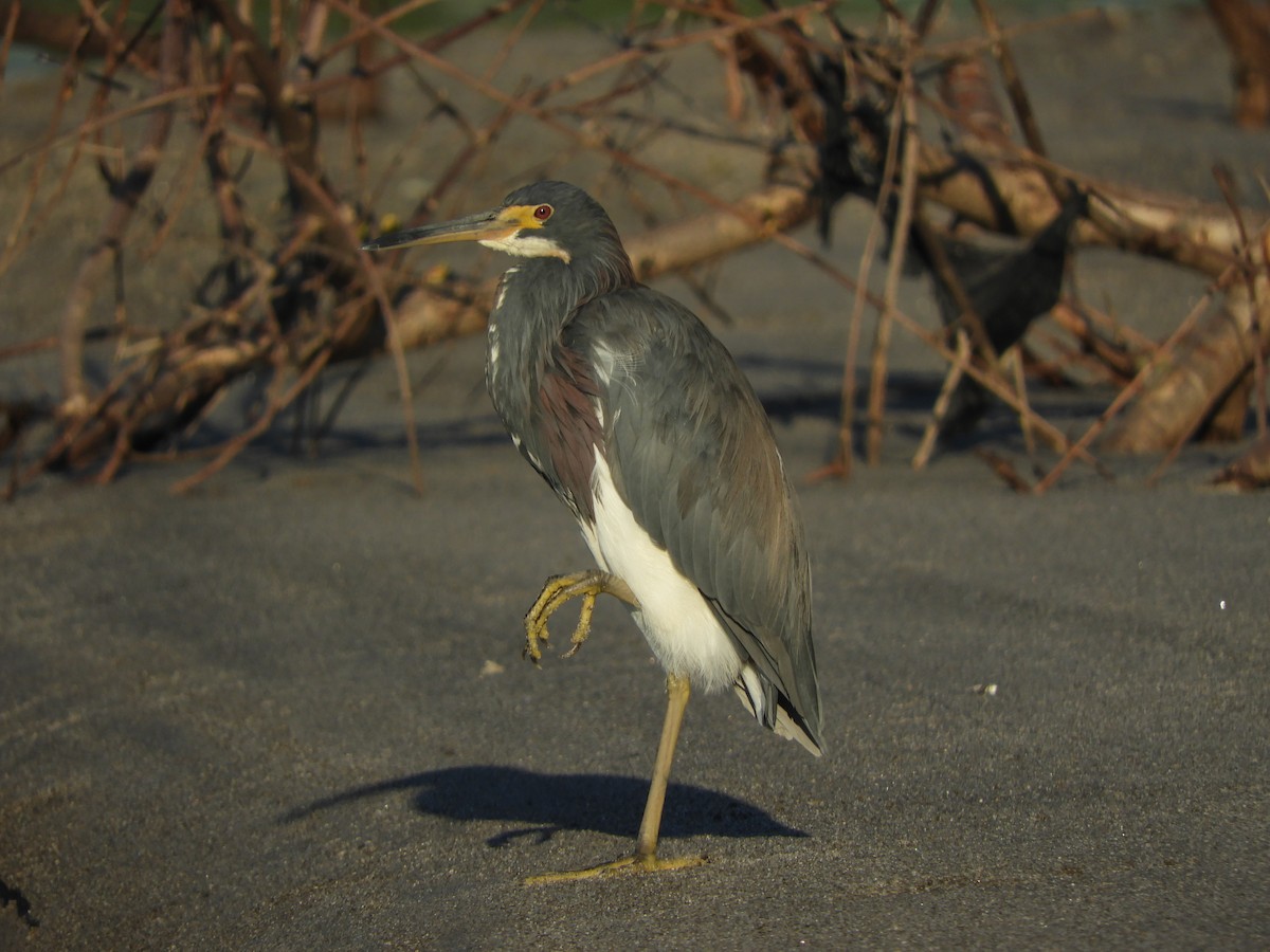 Koartzatxo hirukolorea - ML646968096