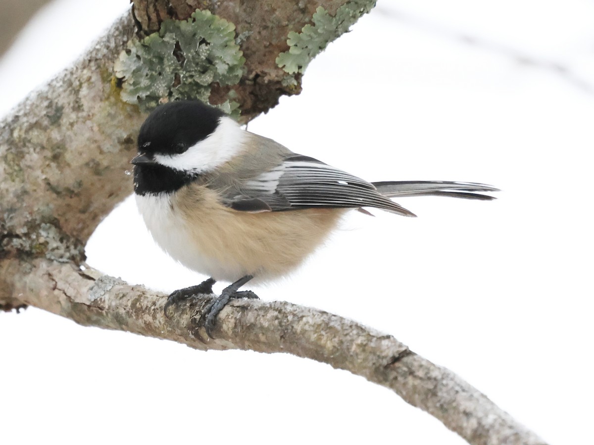 Черношапочная гаичка - ML646968097