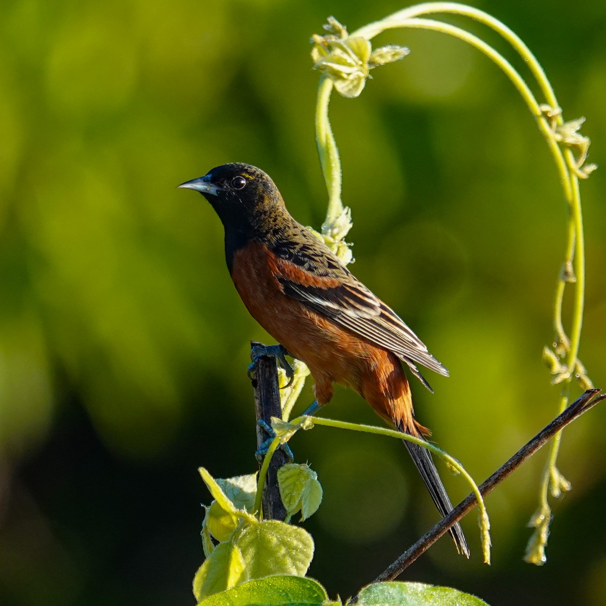 Трупіал садовий - ML646968102