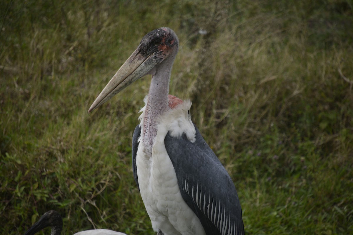 Marabou Stork - ML646968103