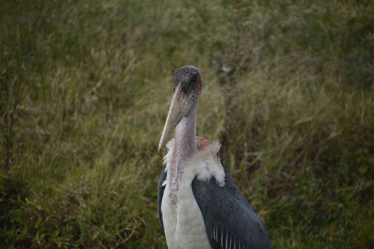 Marabou Stork - ML646968104