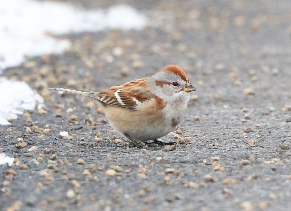 Воробьиная овсянка - ML646968106