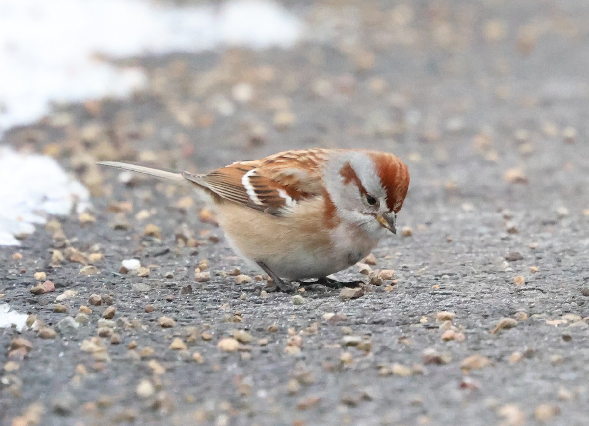 Воробьиная овсянка - ML646968107