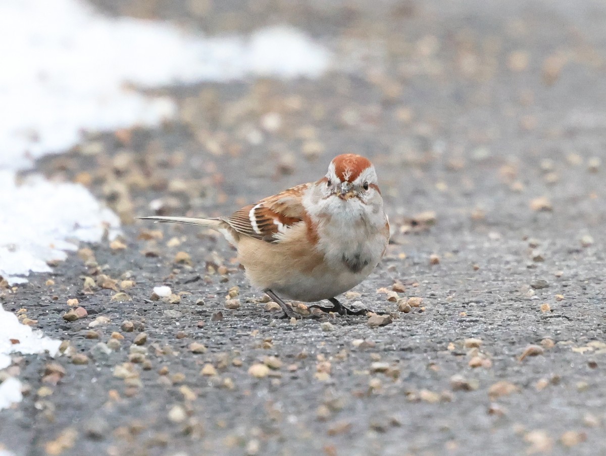 Воробьиная овсянка - ML646968108