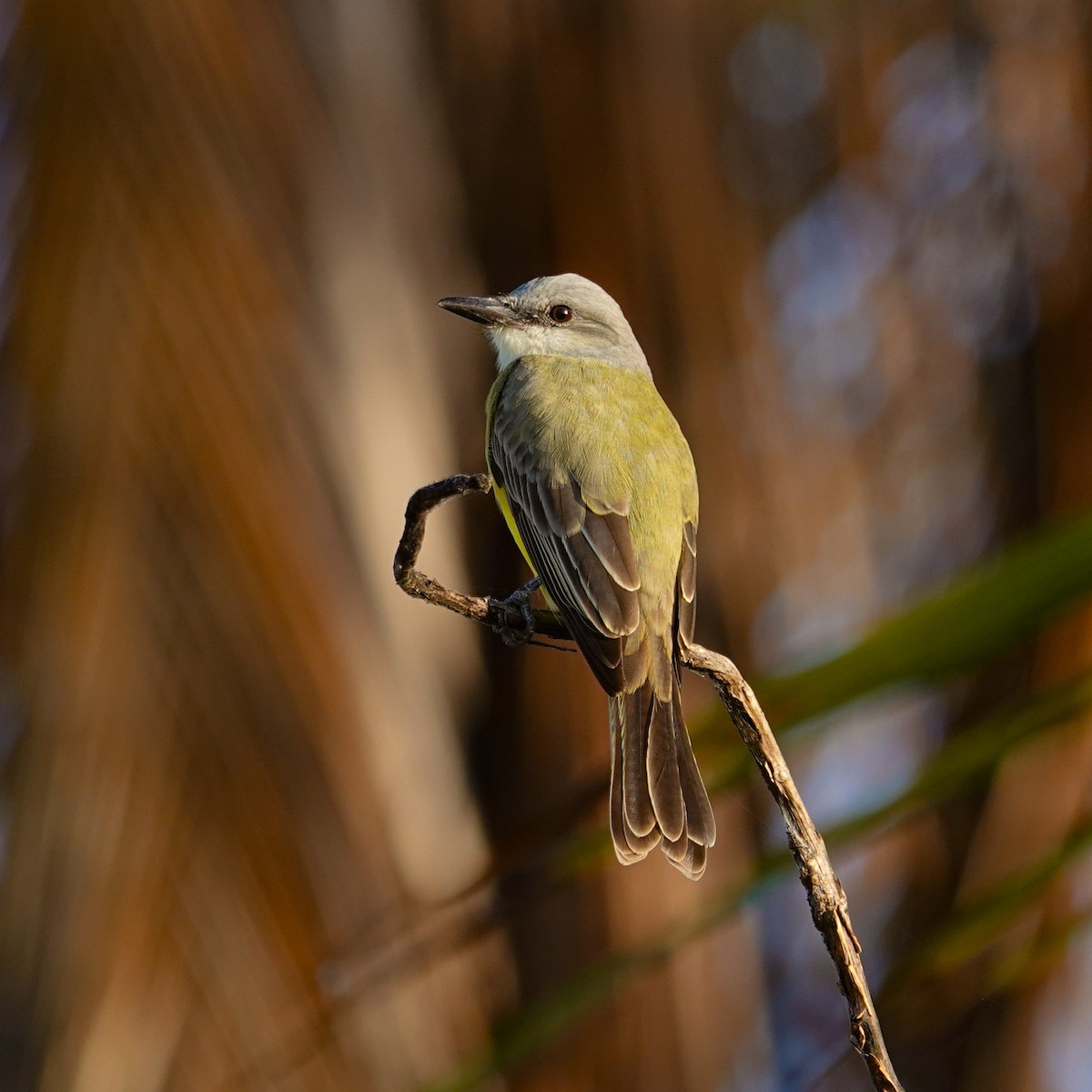 Тиран тропічний - ML646968110