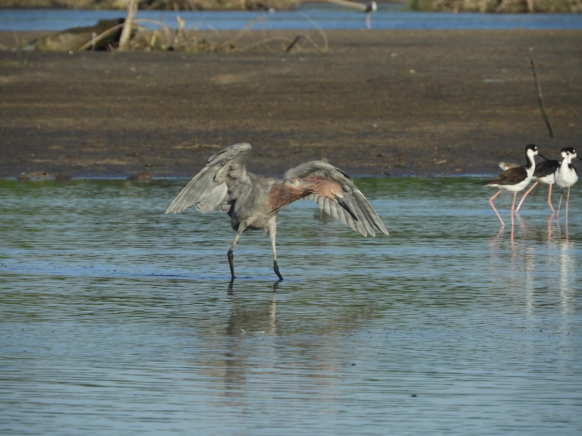 Reddish Egret - ML646968113