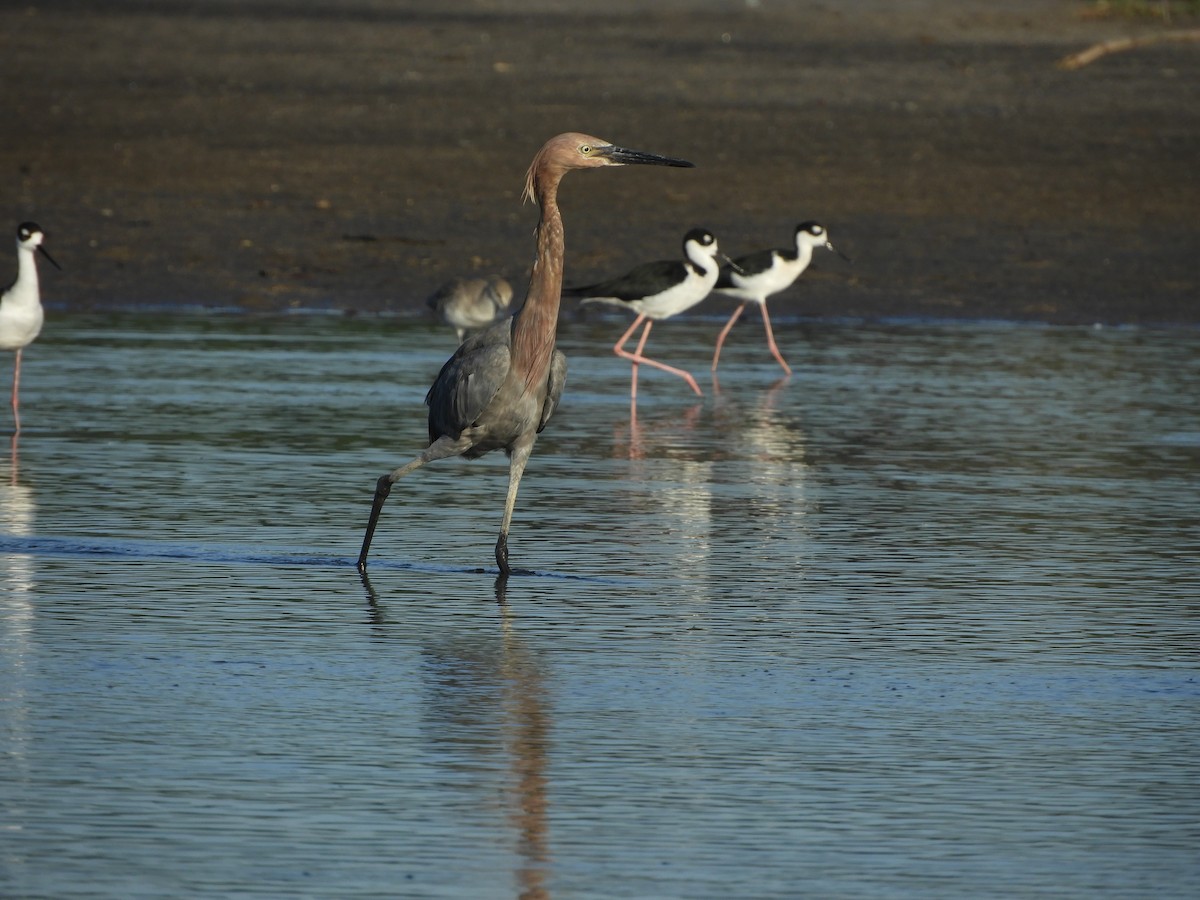 Reddish Egret - ML646968114