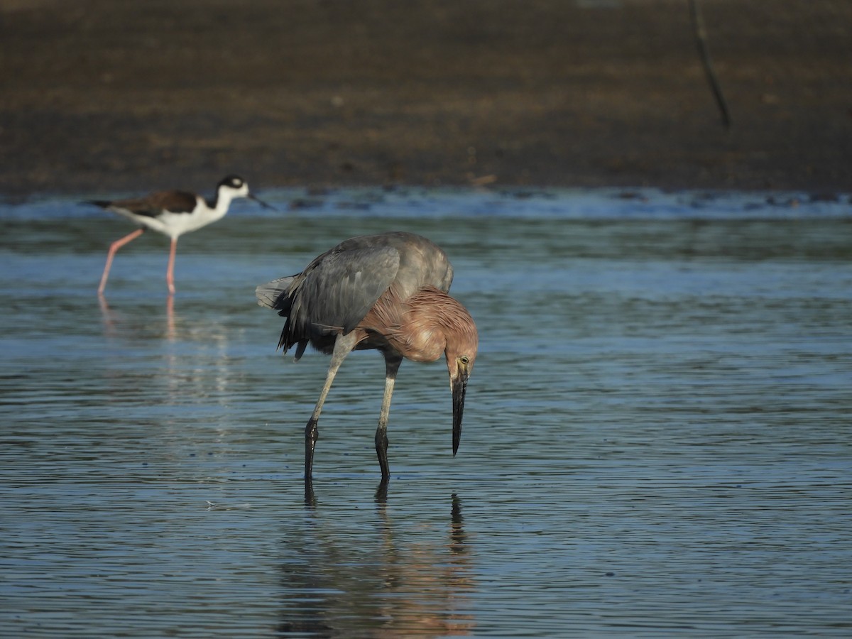 Reddish Egret - ML646968115