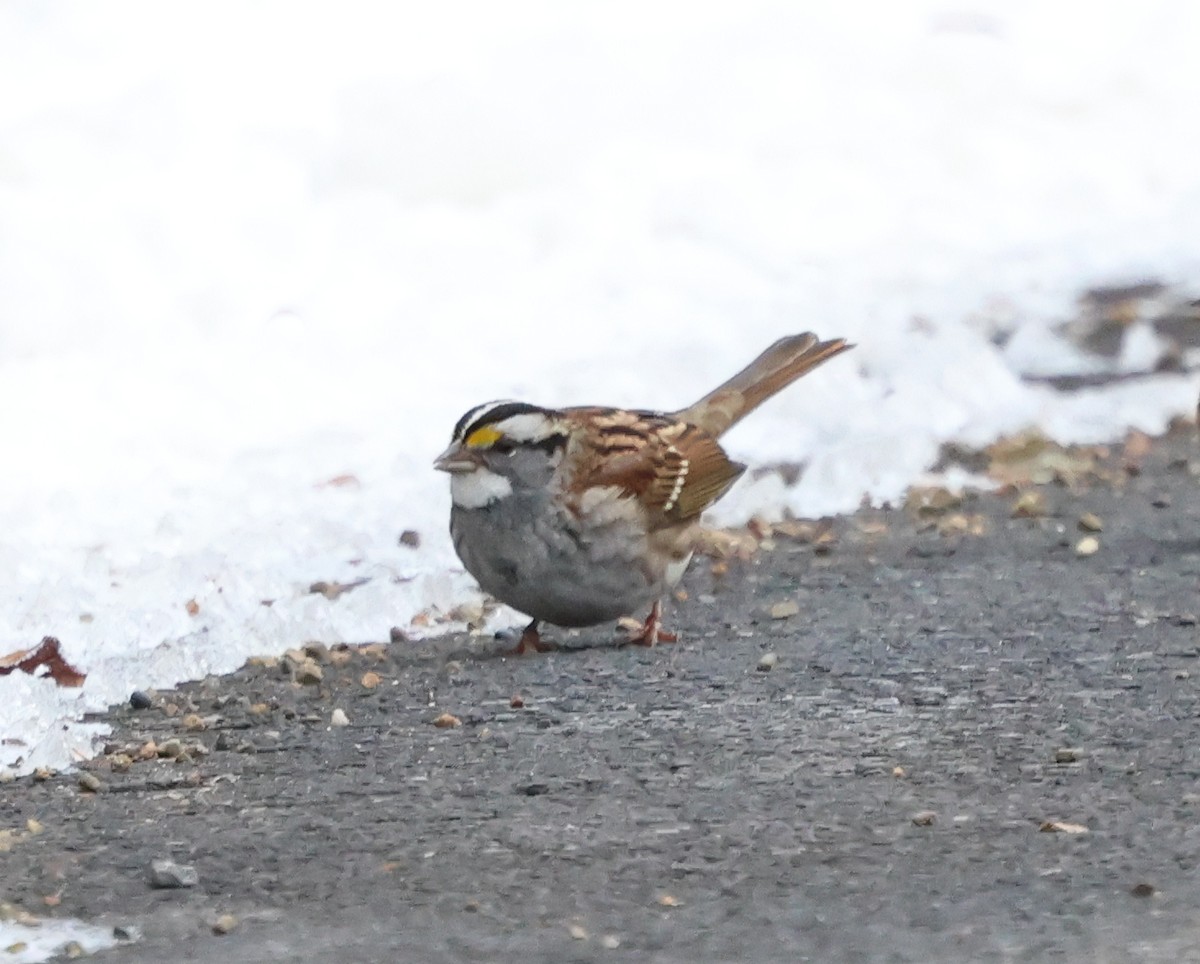 Белогорлая зонотрихия - ML646968121